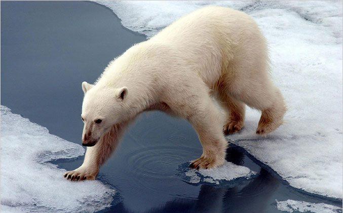 Climate Change, Me and Polar Bears; A Final Entry