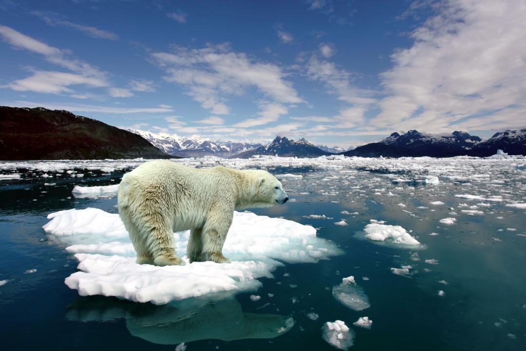 Global Warming, Me and Polar Bears