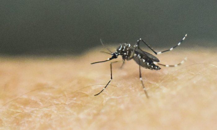 Massachusetts Reports First Human Cases of Mosquito-Borne West Nile Virus