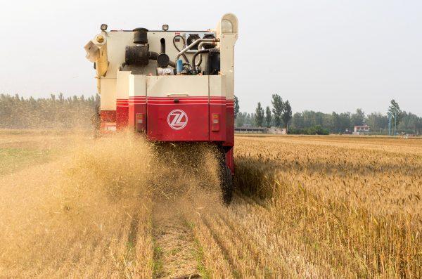 A combine harvester harvests wheat on a field in Baoding, Hebei Province, China on June 17, 2018. (Reuters)