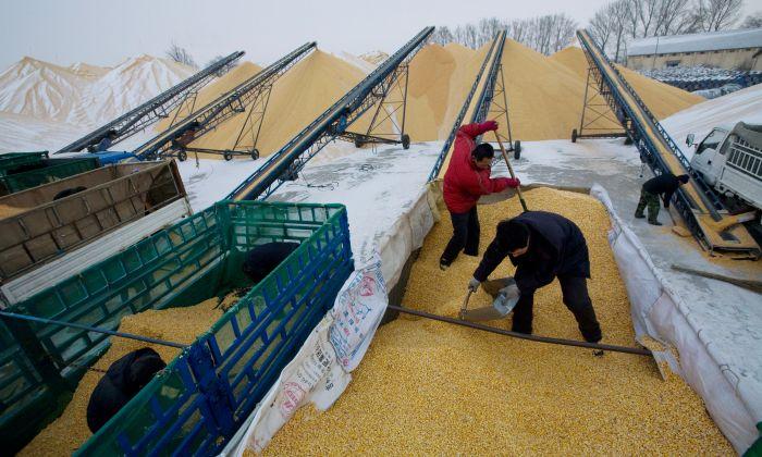 China’s Hoarding of Food Grains Is Contributing to Rising Global Food Prices, Experts Say