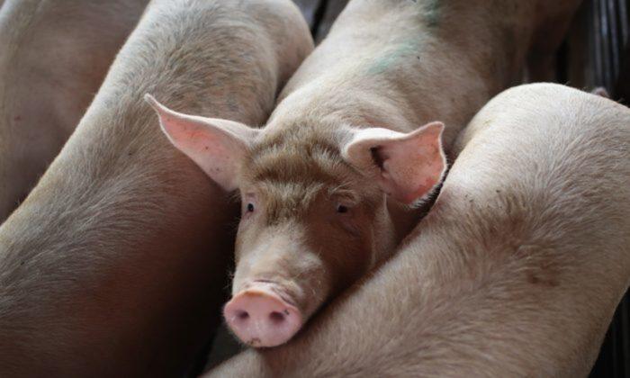 US Pork Industry Braces as Ports ‘Bombarded’ by African Swine Fever