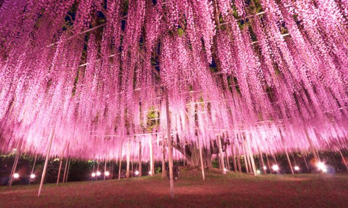 This Almost 150-Year-Old Great Wisteria in Japan Looks Like a ‘Pink Cloud’