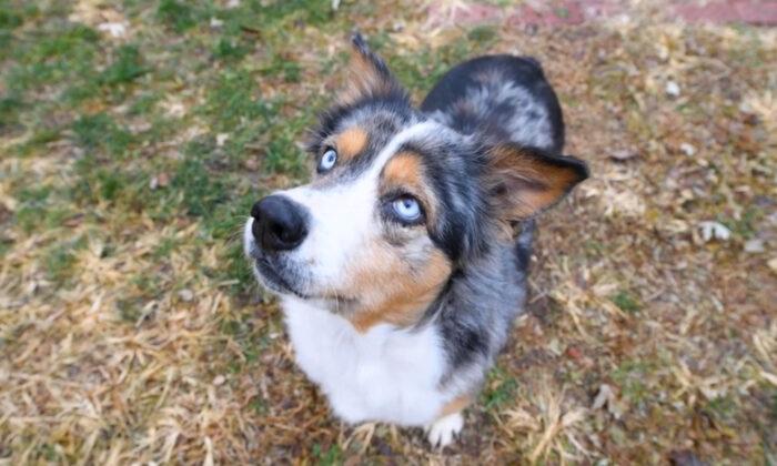 Timid Dog Abandoned in Filthy Basement Stuns Rescuers With Her Hopeful Blue Eyes