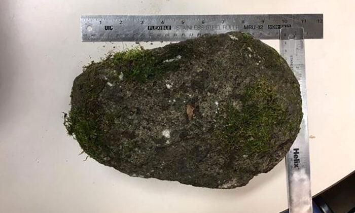 Portland Officers Injured After Protester Throws 10-pound Rock, Police Say