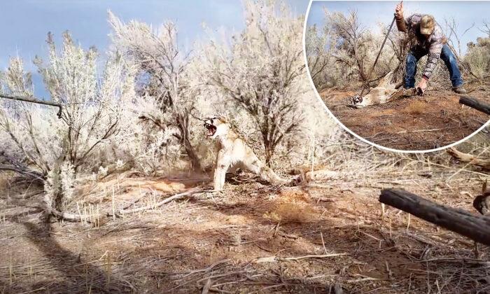 Enraged Mountain Lion Caught in Hunter’s Trap Hisses as He Tries to Free Ferocious Feline