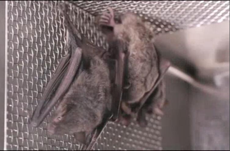 Bats in a cage at the Wuhan Institute of Virology in China's central Hubei Province in a 2017 video. (Screenshot)