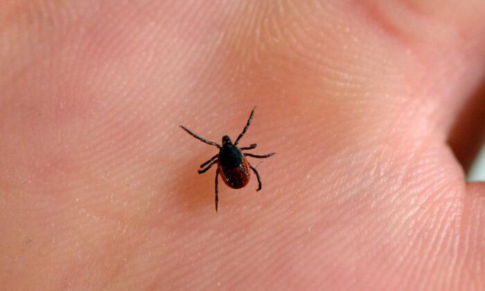 Rise in Tick-Borne Disease That Kills Up to 1 in 5 Vulnerable People