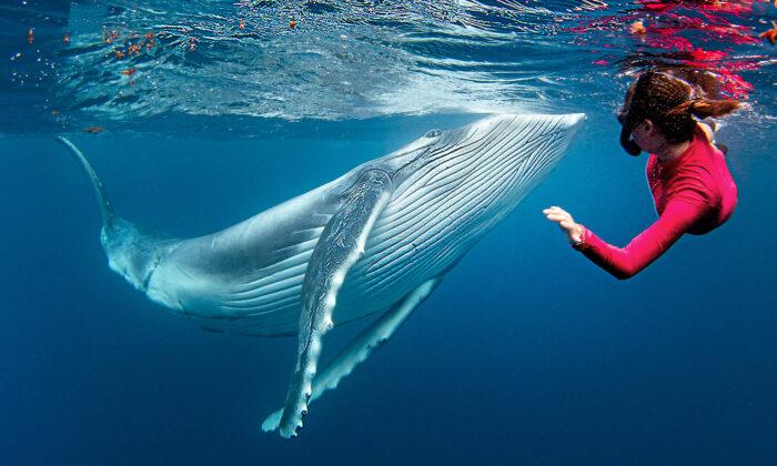 Incredible Photoshoot Shows Diver’s Breathtaking Closeup Encounter With Humpback Whale Calf