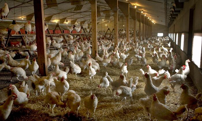 2 Million Chickens and Turkeys Have Died in New US Bird Flu Epidemic
