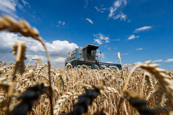 A combine harvester gathers wheat in a field near the village of Hrebeni in the Kyiv region, Ukraine, on July 17, 2020. (Valentyn Ogirenko/Reuters)