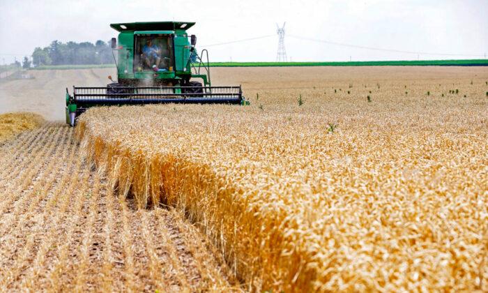 World Has Just ‘10 Weeks’ of Wheat Supplies Left in Storage, Analyst Warns