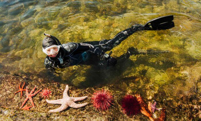 Snorkeling Adventures: Dive Beneath the Crisp Waters of Alaska to Discover One of the Most Densely Populated Ecosystems on Earth
