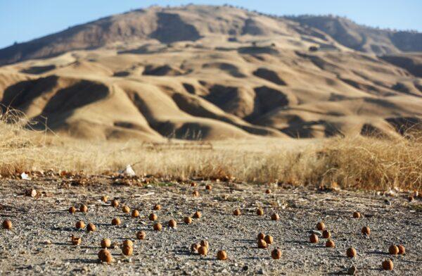 Tangerines rest in the dirt in front of dry vegetation on farmland amid an ongoing drought near Bakersfield, California on Aug. 26, 2022. (Mario Tama/Getty Images)