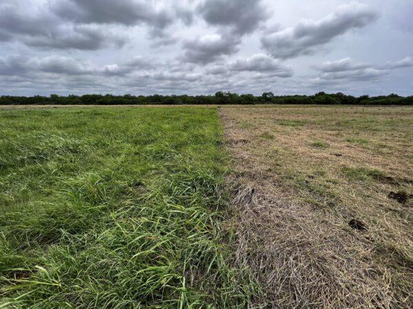 Before and after livestock grazed pasture at the Hickok Ranch. (Courtesy of Hickok Hamburger)