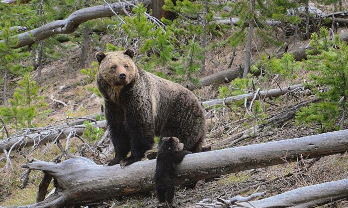 Bears Know the Secret to Preventing Blood Clots