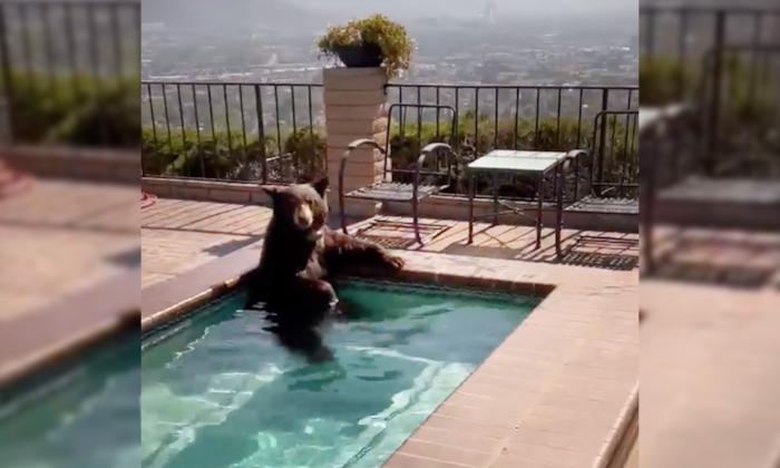 Footage Shows Wayward Bear Cooling Off in Burbank Backyard Swimming Pool During Heatwave