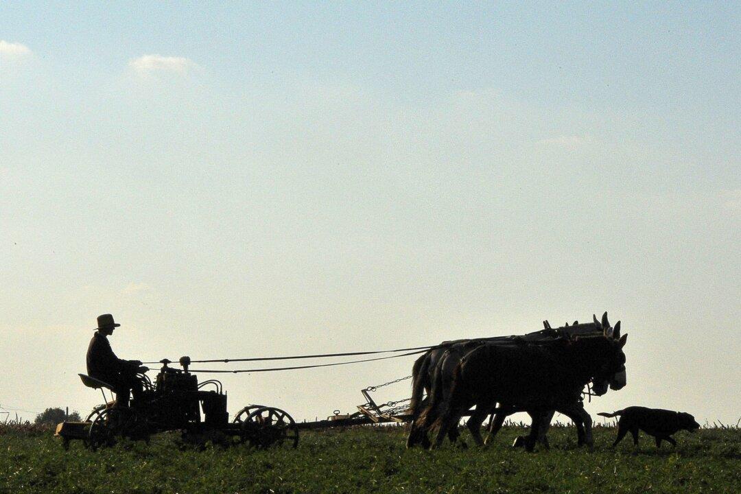 Pennsylvania Court: Amish Farmer Can Sell Raw Dairy out of State, but Not to Neighbors
