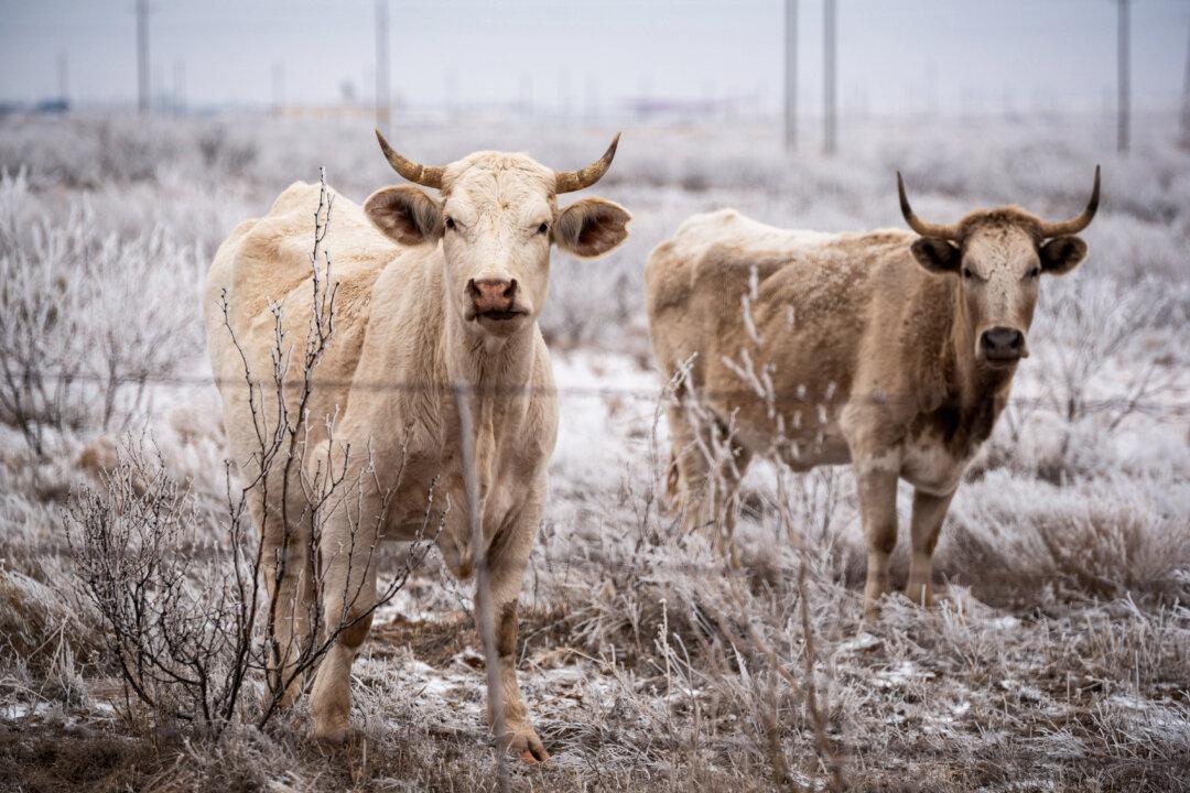 Avian Flu Detected for First Time in US Cattle