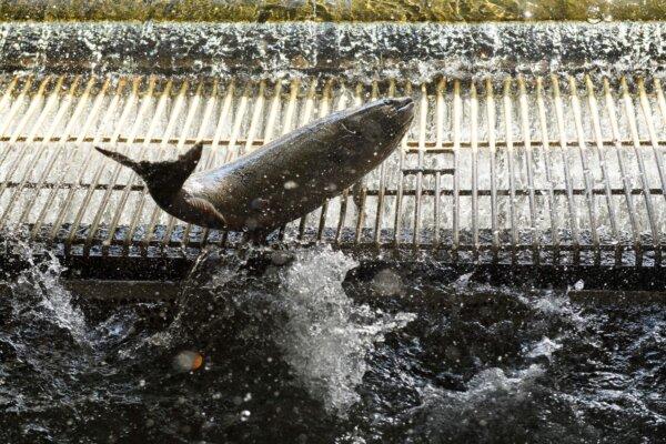 Chinook Salmon enter a tank before they are tagged at the California Department of Fish and Wildlife Feather River Hatchery after climbing a fish ladder just below the Lake Oroville dam in Oroville, Calif., on May 27, 2021. (Patrick T. Fallon/AFP via Getty Images)