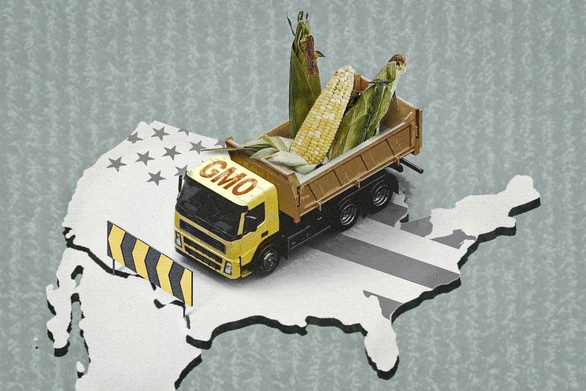 The US–Mexico Dispute Over GM Corn Safety Could Transform American Agriculture thumbnail