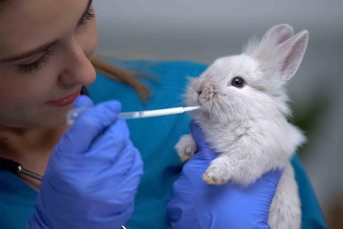 Scientists in 1977 conducted a study into the effects that bonding with lab rabbits had on aortal congestion. (Motortion Films/Shutterstock)