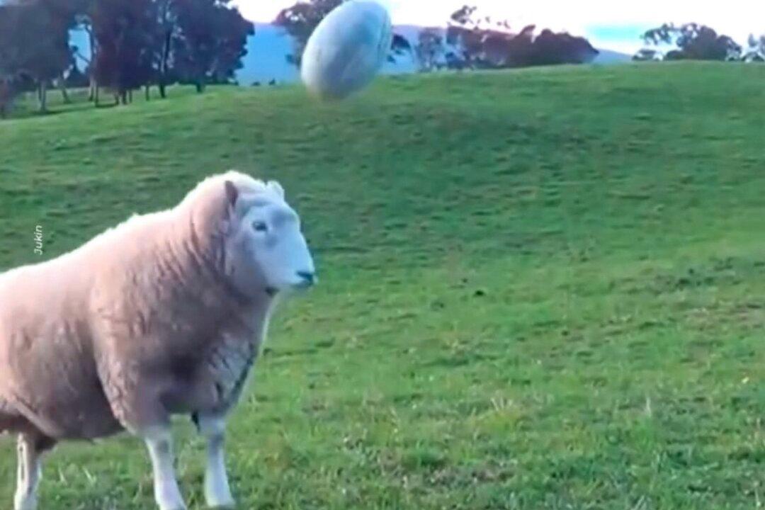 Sheep Plays Rugby With Woman